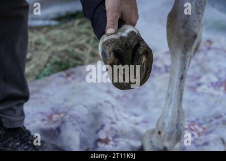Man Farrier ispeziona e pulisce zoccoli per cavalli, prima di applicare il nuovo ferro di cavallo. Primo piano con le mani che reggono i piedi bagnati degli animali Foto Stock