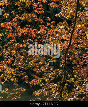 Luce solare retroilluminata attraverso foglie arancioni di un faggio di rame (Fagus sylvatica purpurea), Scozia, Regno Unito. Foto Stock