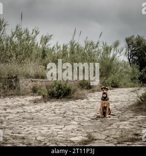 Un bel giovane cane randagio che guarda la macchina fotografica. Augusta, provincia di Siracusa, Sicilia, Italia Foto Stock