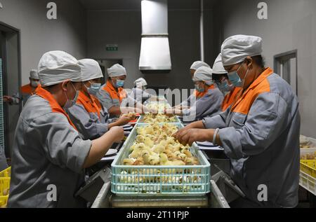 (231010) -- PECHINO, 10 ottobre 2023 (Xinhua) -- i membri del personale selezionano pulcini dello strato ad alto rendimento presso Beijing Huadu Yukou Poultry Industry Co., Ltd. Nel distretto di Pinggu, Pechino, capitale della Cina, 25 ottobre 2021. Nel giugno del 2023, Beijing Huadu Yukou Poultry Industry Co., Ltd. Ha esportato 15.500 strati ad alto rendimento e 1.000 allevatori di polli da carne in piuma bianca in Tanzania. Questa è la prima volta che gli allevatori di polli cinesi vengono esportati in Tanzania. I membri del personale della società cinese avevano indagato sull'ambiente, il foraggio, i vaccini e altri fattori in Tanzania prima dell'expo Foto Stock