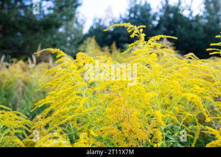 Campo di Ambrosia o ragweed. Pianta selvatica gialla in fiore su cespugli infuocati Foto Stock