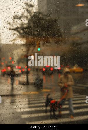 Donna e cane su un passaggio pedonale in un giorno di pioggia a New York Foto Stock