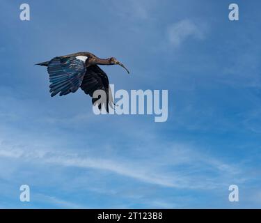 Un Ibis con zoccolo rosso che vola con le ali abbassate Foto Stock