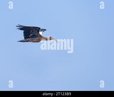 Un Ibis con zoccolo rosso che vola nel cielo blu Foto Stock