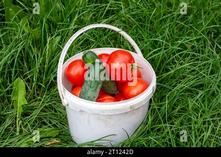 Piccolo secchiello con pomodori e cetrioli sull'erba da vicino Foto Stock
