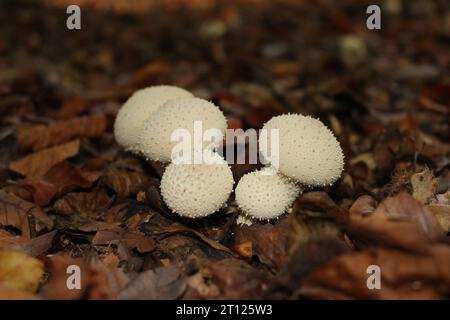 Funghi Puffball comuni (Lycoperdon perlatum) nei boschi britannici Foto Stock