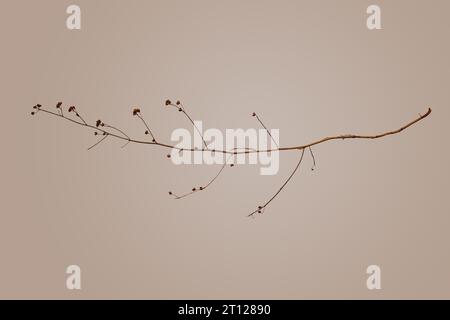 Goiânia, Goias, Brasile – 9 ottobre 2023: Un ramo secco con sfondo beige. Foto Stock