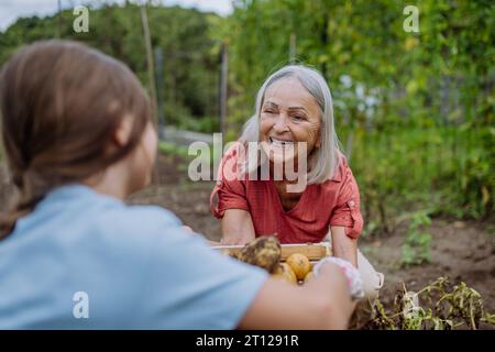 Nonna con nipote che raccoglie le patate in mezzo a un campo. Concetto di importanza dei nonni - relazione con i nonni Foto Stock