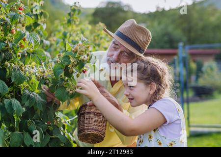 Nonno con nipote nipote che raccoglie rasberries dal Bush. Concetto di importanza dei nonni - relazione con i nonni Foto Stock