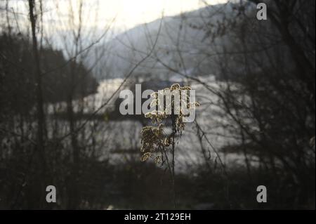 Winterlandschaft Frühlingserwachen verschneite Landschaft Blume im Fokus Berge im hintergrund Foto Stock