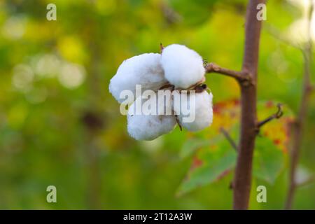 Gossypium Herbaceum da vicino con cialde di semi freschi.boll di cotone appeso alla pianta.con l'attenzione selettiva sul soggetto. Primo piano del fiore di cotone bianco Foto Stock