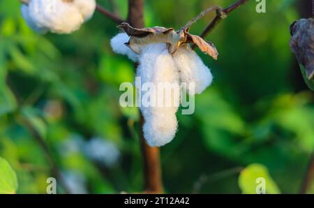 Gossypium Herbaceum da vicino con cialde di semi freschi.boll di cotone appeso alla pianta.con l'attenzione selettiva sul soggetto. Primo piano del fiore di cotone bianco Foto Stock