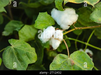 Gossypium Herbaceum da vicino con cialde di semi freschi.boll di cotone appeso alla pianta.con l'attenzione selettiva sul soggetto. Primo piano del fiore di cotone bianco Foto Stock