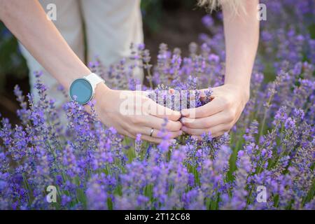 Le mani delle donne a forma di cuore sullo sfondo della lavanda in fiore Foto Stock