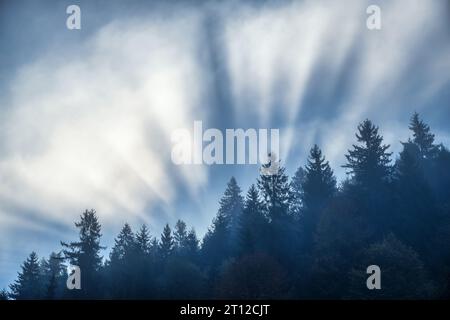 Bellissimi raggi del sole e sagome di alberi nella nebbia mattutina Foto Stock