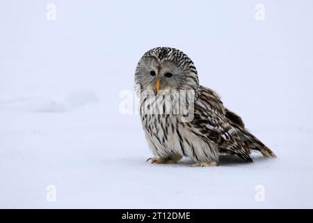 Gufo urale (Strix uralensis), adulto, inverno, neve, caccia, Boemia, Repubblica Ceca Foto Stock