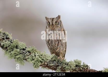 Gufo europeo (Otus Scops), adulto, in allarme di ramo, in inverno, neve, Alertness, Boemia, Repubblica Ceca, Europa Scops Owl eurasiatico Foto Stock