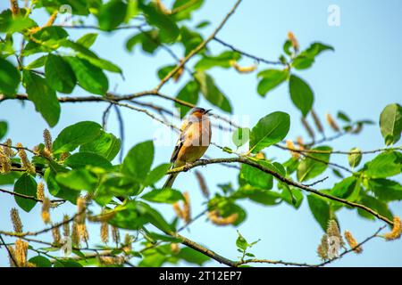 L'affascinante Chaffinch (Fringilla coelebs) si trova a Dublino, la bellezza naturale dell'Irlanda. Foto Stock