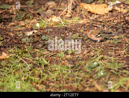 L'affascinante Chaffinch (Fringilla coelebs) si trova a Dublino, la bellezza naturale dell'Irlanda. Foto Stock