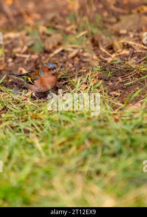 L'affascinante Chaffinch (Fringilla coelebs) si trova a Dublino, la bellezza naturale dell'Irlanda. Foto Stock