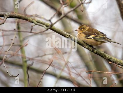 L'affascinante Chaffinch (Fringilla coelebs) si trova a Dublino, la bellezza naturale dell'Irlanda. Foto Stock