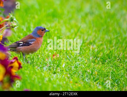 L'affascinante Chaffinch (Fringilla coelebs) si trova a Dublino, la bellezza naturale dell'Irlanda. Foto Stock