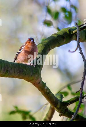 L'affascinante Chaffinch (Fringilla coelebs) si trova a Dublino, la bellezza naturale dell'Irlanda. Foto Stock