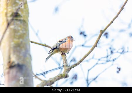 L'affascinante Chaffinch (Fringilla coelebs) si trova a Dublino, la bellezza naturale dell'Irlanda. Foto Stock