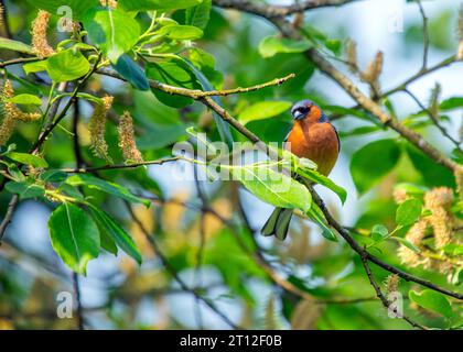 L'affascinante Chaffinch (Fringilla coelebs) si trova a Dublino, la bellezza naturale dell'Irlanda. Foto Stock