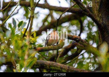 L'affascinante Chaffinch (Fringilla coelebs) si trova a Dublino, la bellezza naturale dell'Irlanda. Foto Stock