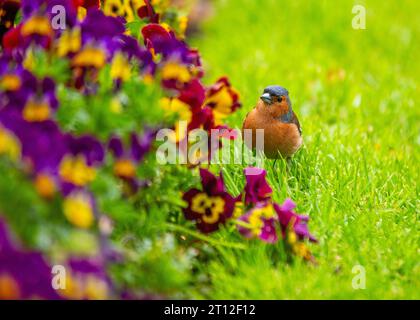 L'affascinante Chaffinch (Fringilla coelebs) si trova a Dublino, la bellezza naturale dell'Irlanda. Foto Stock