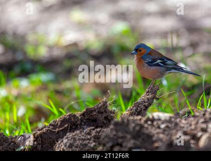 L'affascinante Chaffinch (Fringilla coelebs) si trova a Dublino, la bellezza naturale dell'Irlanda. Foto Stock