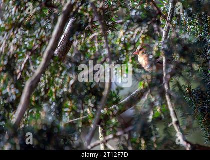 L'affascinante Chaffinch (Fringilla coelebs) si trova a Dublino, la bellezza naturale dell'Irlanda. Foto Stock