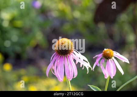 Fiori che sono comunemente chiamati coneflowers (Echinacea). Il coneflower viola pallido, una specie minacciata nel Wisconsin, è una specie nativa Foto Stock