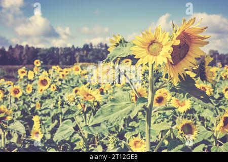 Foto colorata di girasoli su un campo, messa a fuoco selettiva. Foto Stock