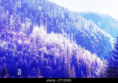 Un'incredibile fiaba: Paesaggio invernale e alberi di conifere innevati nelle montagne dei Tatra polacchi. La riserva naturale Tatra si trova accanto Foto Stock