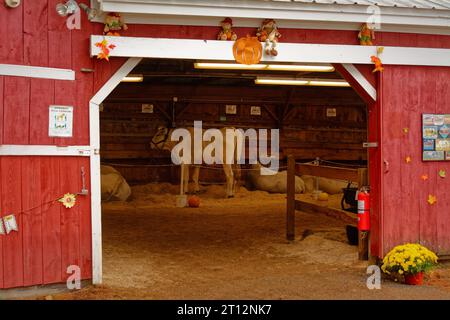 Deerfield Fair, New Hampshire 2023 - Una vista dell'interno del granaio dei buoi rossi attraverso le grandi porte con un bue di nome Joker in piedi nel ce Foto Stock