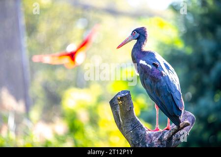 Una cicogna di Abdim (Ciconia abdimii) arroccata su un ceppo di un albero con un uccello rosso sfocato che vola sullo sfondo Foto Stock