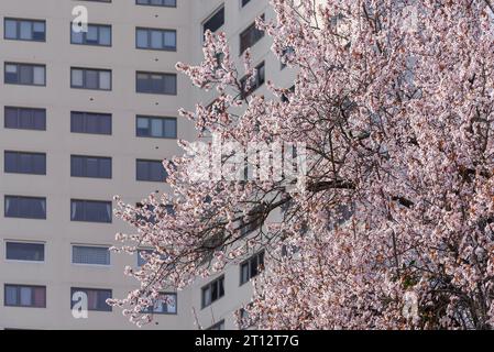 Concentrati sull'albero da frutto in fiore di fronte a un edificio Foto Stock