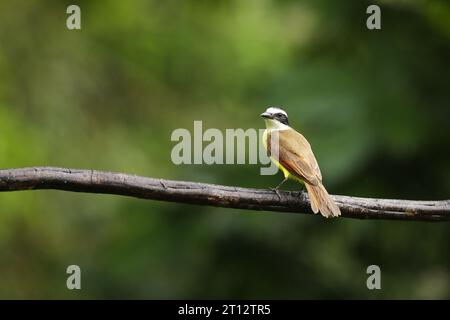 Uccello giallo della Costa Rica. Great Kiskadee, Pitangus sulfuratus, tanager tropicale marrone e giallo in habitat naturale Foto Stock