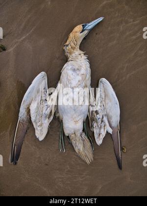 Un gannet adulto morto su una spiaggia nel Pembrokeshire, Galles. Forse una vittima dell'influenza aviaria. Foto Stock