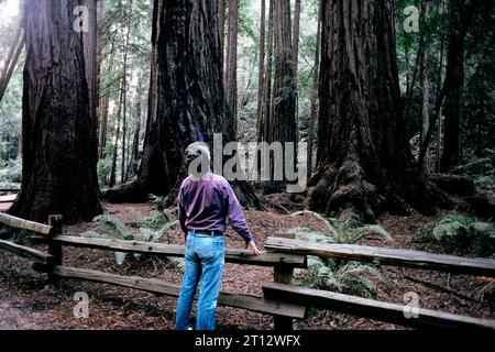 Ammira un alto albero di sequoia nella riserva naturale statale di Armstrong Redwoods, Sonoma County, California, USA Foto Stock