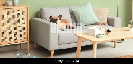 Bel bulldog francese sdraiato sul divano nel soggiorno Foto Stock