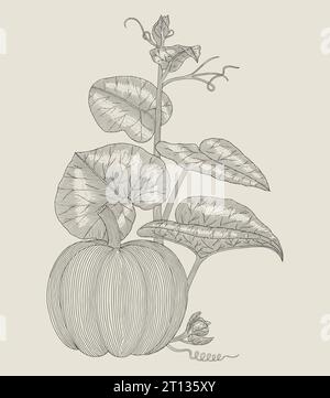 Zucca con foglie, illustrazione vettoriale in stile disegno con incisione Vintage Illustrazione Vettoriale