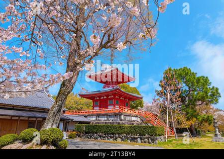 Kyoto, Giappone - marzo 29 2023: Tempio di Daikakuji con splendido giardino di ciliegi in fiore in primavera Foto Stock