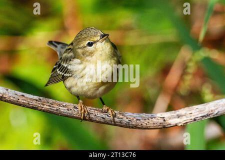 Blackpoll Warbler durante la migrazione autunnale Foto Stock