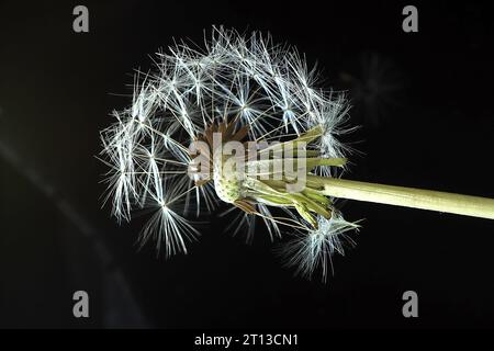 testa di semi di tarassino con semi parzialmente persi Foto Stock