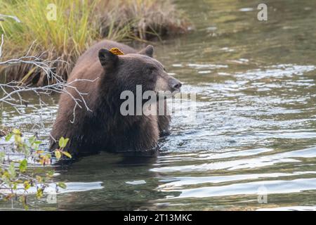 Un orso nero selvatico, Ursus americanus, in un torrente che cerca di trovare salmone migrante da mangiare e ingrassare per l'inverno. Foto Stock