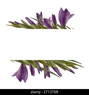 Pianta dei gladioli acquerelli. Cornice floreale, striscione con fiori viola, gemme e foglie dipinte a mano illustrazione isolata su sfondo bianco Foto Stock