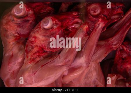 La vita dei conigli nelle macellerie della Spagna / la vida de los conejos en las carnicerías de España Foto Stock